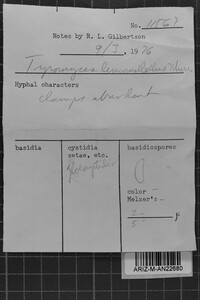 Postia leucomallella image