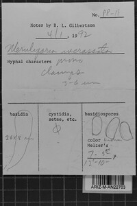Meruliporia incrassata image