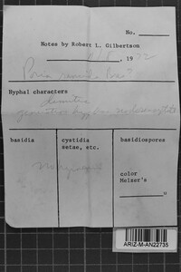 Postia rancida image