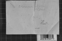 Postia undosa image