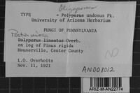 Postia undosa image