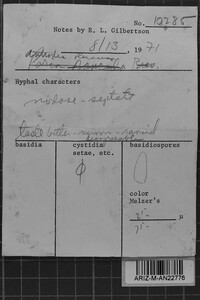 Postia rancida image