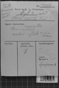 Postia rancida image
