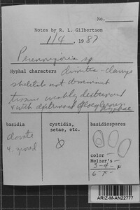 Postia rancida image