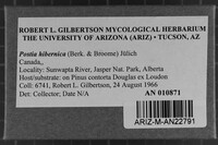 Postia hibernica image