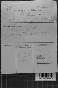 Tyromyces immitis image