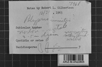 Tyromyces immitis image
