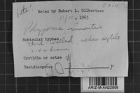Tyromyces immitis image