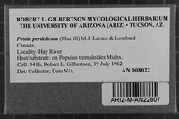 Postia perdelicata image