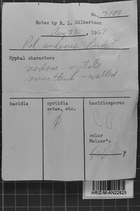 Postia undosa image