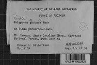 Postia undosa image
