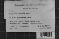 Postia undosa image