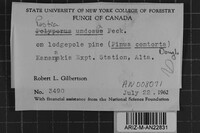Postia undosa image