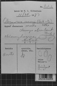Postia rennyi image