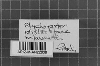Postia rennyi image