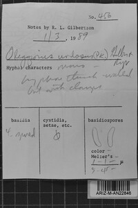 Postia undosa image