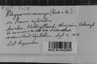 Postia rennyi image