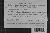 Tyromyces immitis image