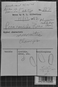 Postia rancida image