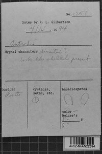 Postia rancida image