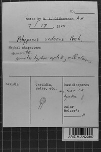 Postia undosa image