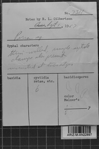 Postia undosa image