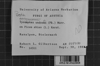 Postia undosa image