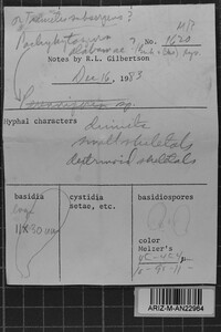 Pachykytospora alabamae image
