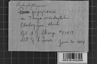 Pachykytospora alabamae image