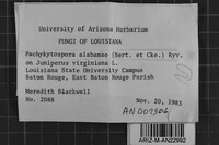 Pachykytospora alabamae image