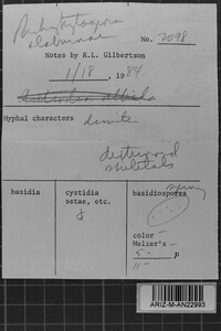 Pachykytospora alabamae image