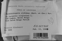 Pachykytospora alabamae image
