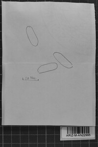 Pachykytospora alabamae image