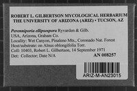 Perenniporia ellipsospora image