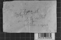 Perenniporia amylodextrinoidea image