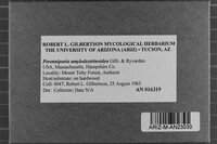 Perenniporia amylodextrinoidea image