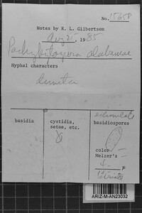 Pachykytospora alabamae image