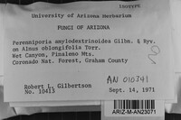 Perenniporia amylodextrinoidea image