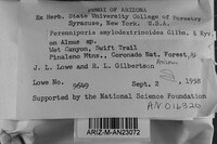 Perenniporia amylodextrinoidea image