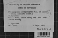 Perenniporia ellipsospora image