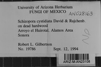 Schizopora cystidiata image