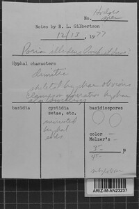 Tyromyces illudens image