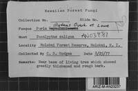 Tyromyces illudens image