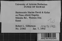 Skeletocutis lilacina image