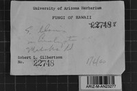 Skeletocutis lilacina image