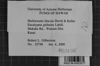 Skeletocutis lilacina image