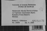 Skeletocutis lilacina image