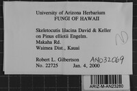 Skeletocutis lilacina image