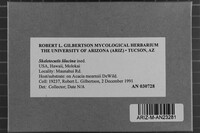 Skeletocutis lilacina image