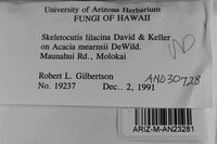 Skeletocutis lilacina image